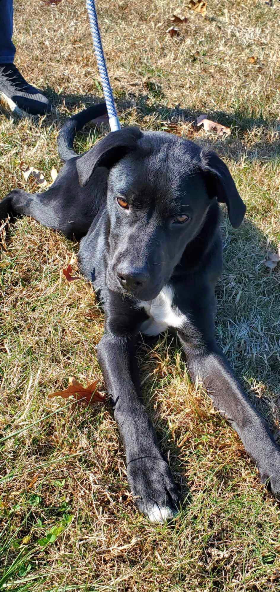 Dog for Adoption Skye At shelter, a Great Dane in City Of Danville