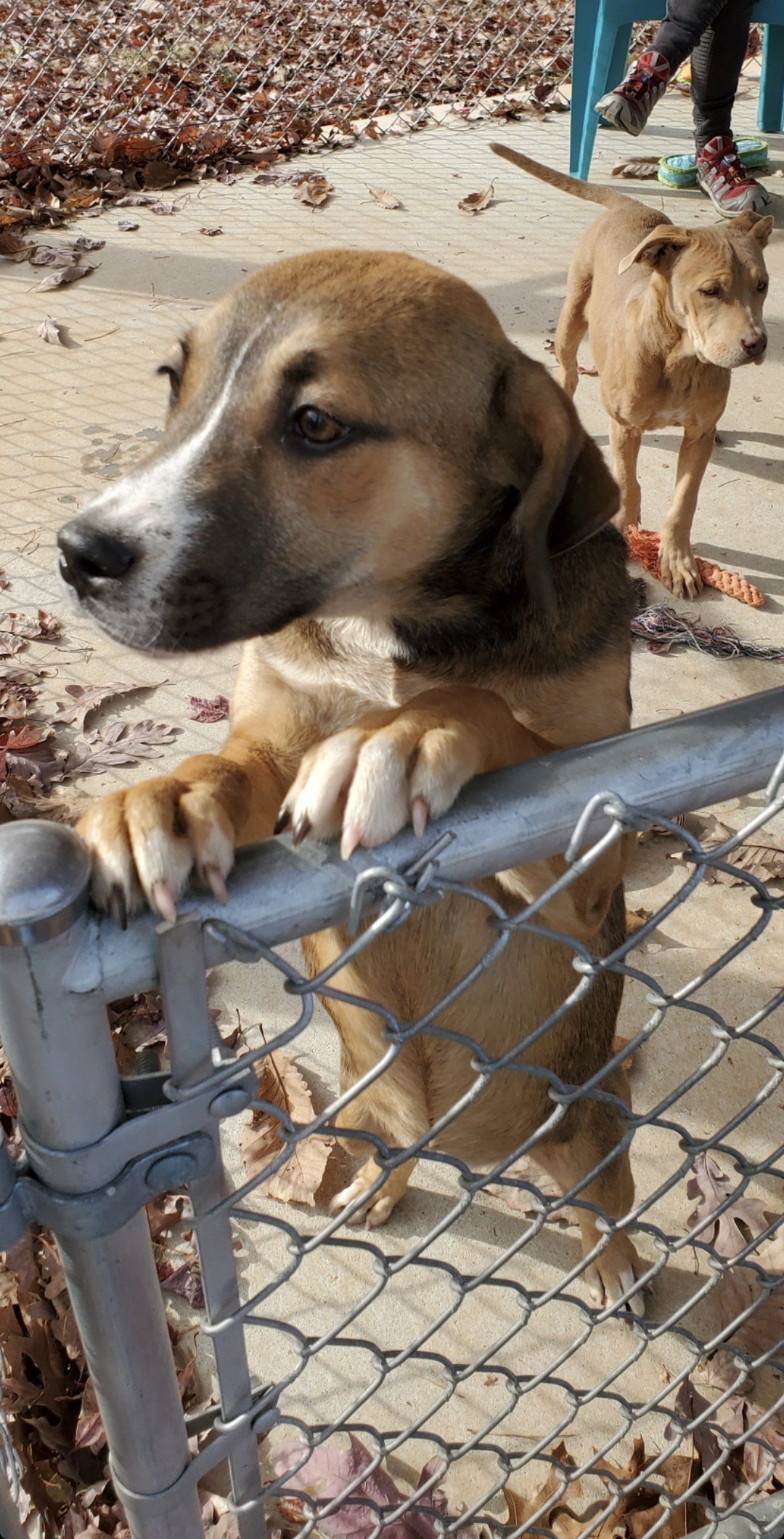 Dog for Adoption Bandit At the shelter, a Cane Corso Mastiff in