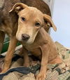Mercedes: Not at shelter