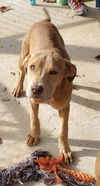 Mercedes: Not at shelter