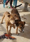 Mercedes: Not at shelter