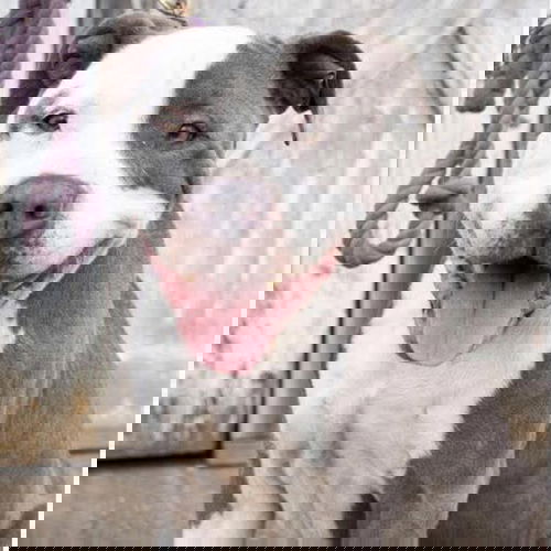 Blaze: At the shelter