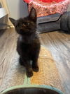 Stella Marie: Visit At Petsmart Lynchburg
