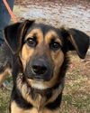Rook: Adoption pending