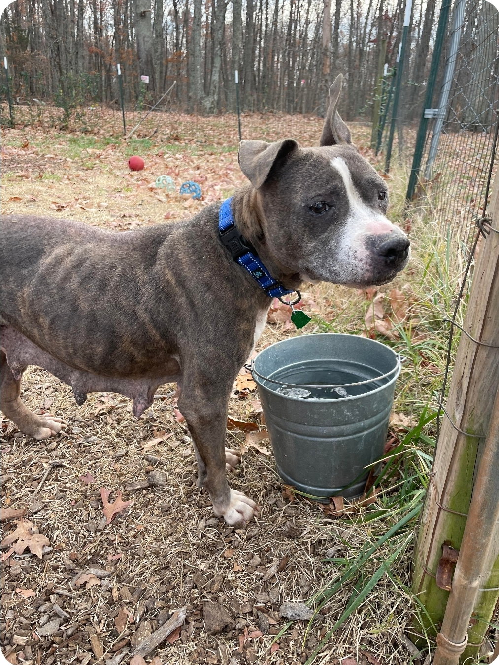 Dog for Adoption China At shelter, a American Pit Bull Terrier in