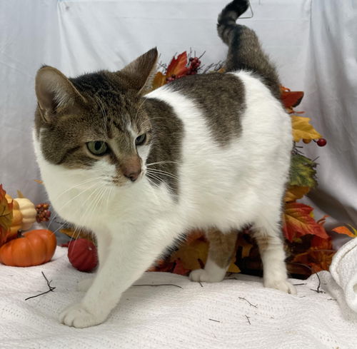 Pegasus: Visit at Petsmart in Lynchburg