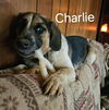 Charlie: Not at shelter