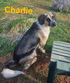 Charlie: Not at shelter