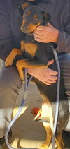 Emma: Not At the shelter