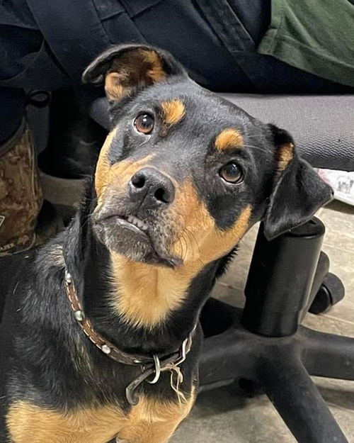 Emma: Not At the shelter