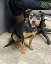 Emma: Not At the shelter