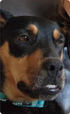 Emma: Not At the shelter
