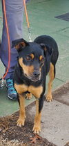 Emma: Not At the shelter