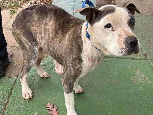 SilverBelle:  At the shelter