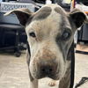 SilverBelle:  At the shelter
