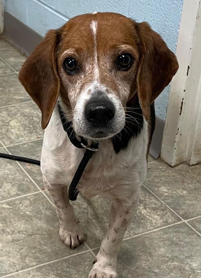 Dog for Adoption - Firestone - At shelter, a Beagle in Appomattox, VA ...