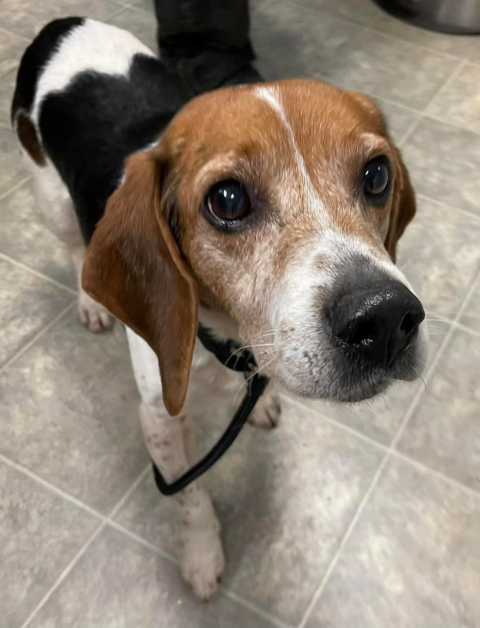 Dog for Adoption Firestone At shelter, a Beagle in Lexington, VA