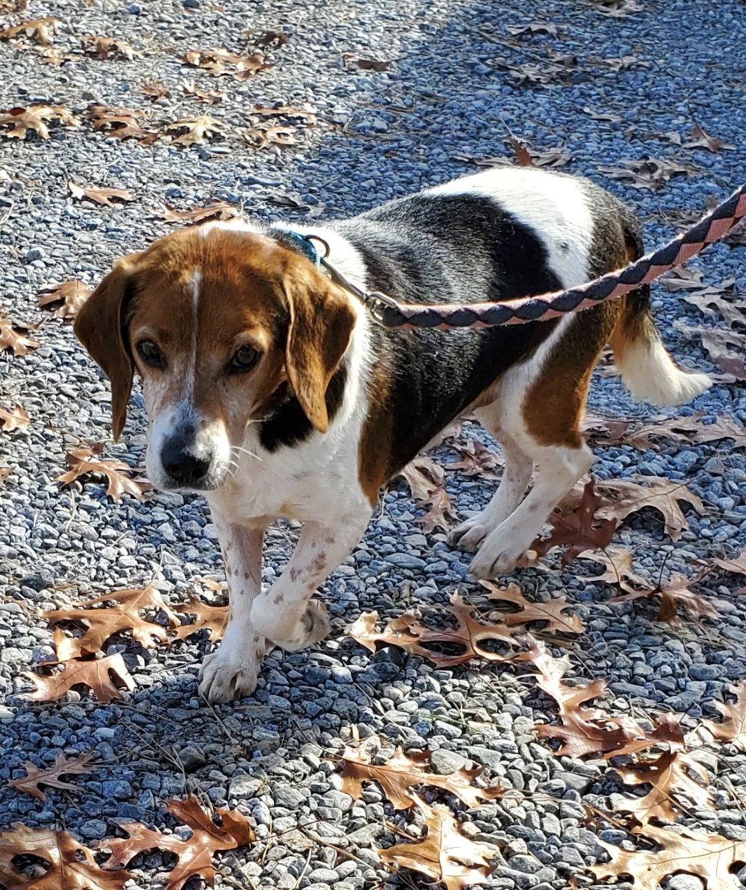 Dog for Adoption Firestone At shelter, a Beagle in Franklin County