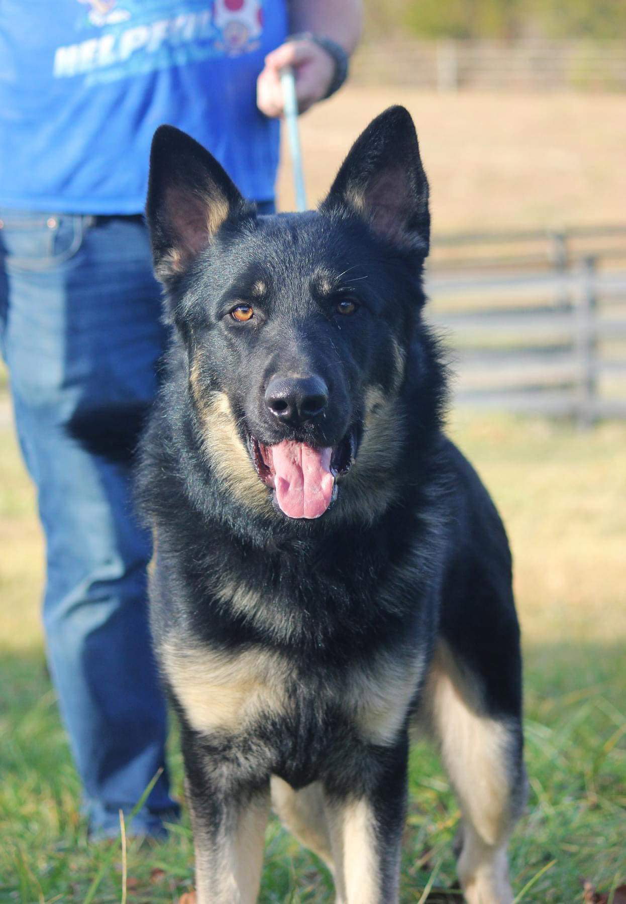 Dog for Adoption - Sam - Not at shelter, a German Shepherd Dog in