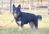 Sam - Not at shelter