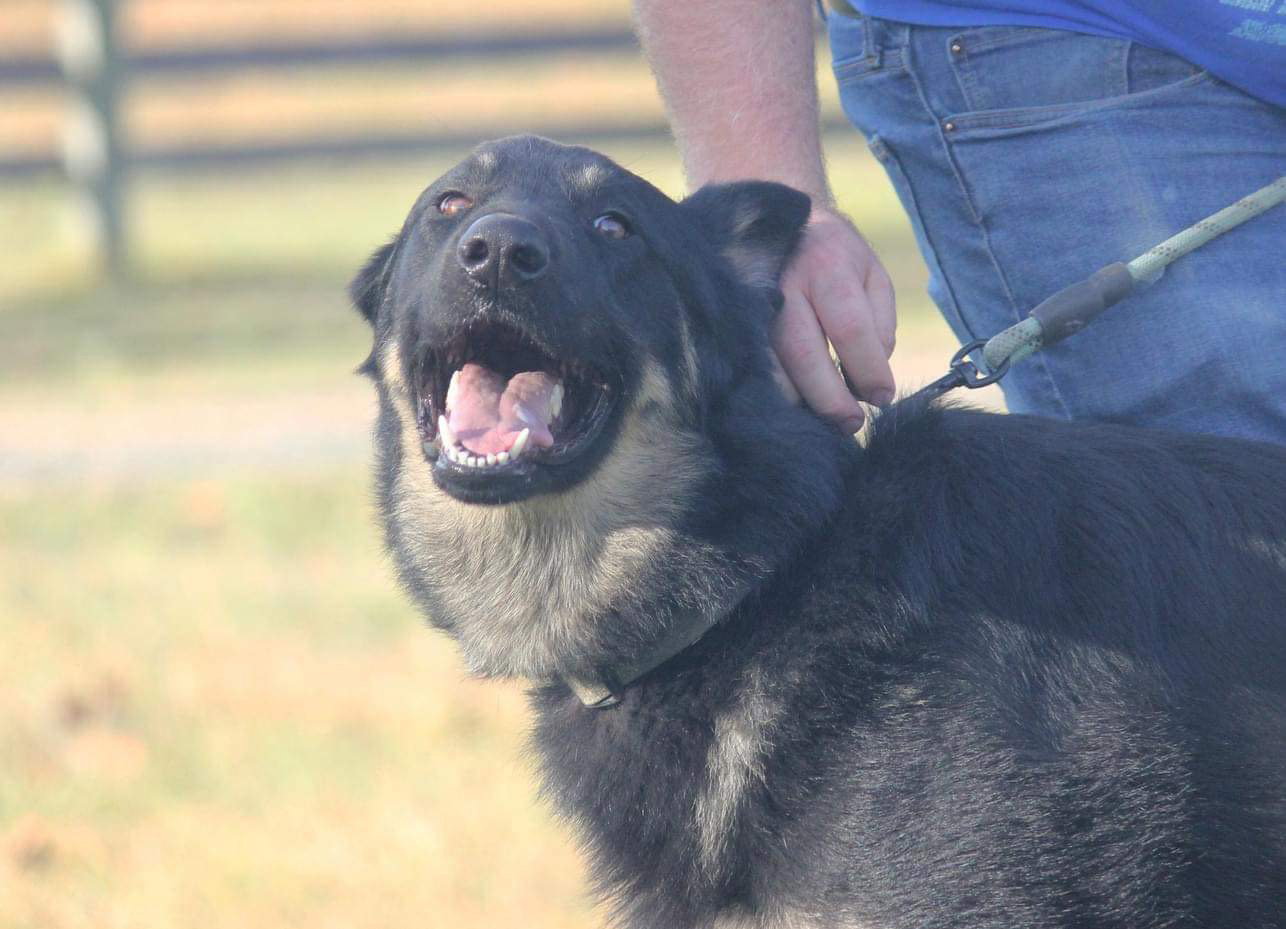 Dog for Adoption Sam Not at shelter, a German Shepherd Dog in