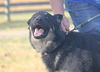 Sam - Not at shelter
