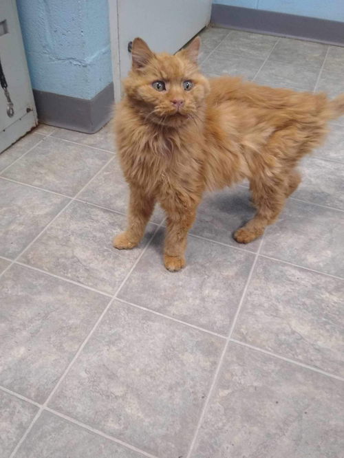Scrooge - At shelter