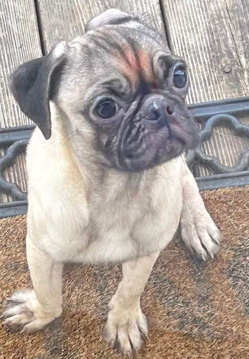 Pugsley: Not At the shelter