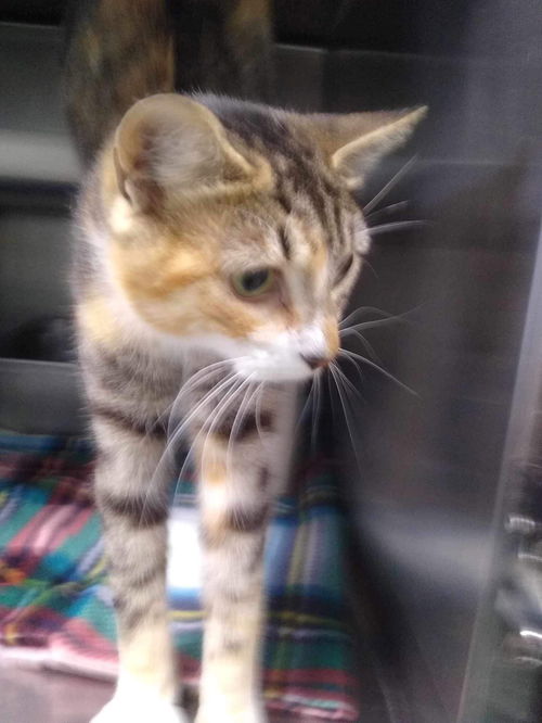 Sassafrass - Visit At Petsmart Lynchburg