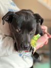Pipsqueak: Not at the shelter