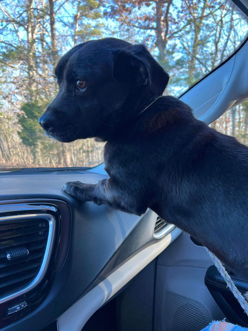 Pipsqueak: Not at the shelter