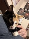 adoptable Cat in rustburg, VA named Poppy: Not at shelter