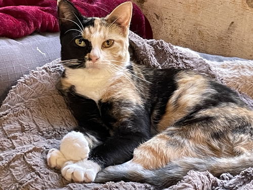 Poppy: Not at  the shelter