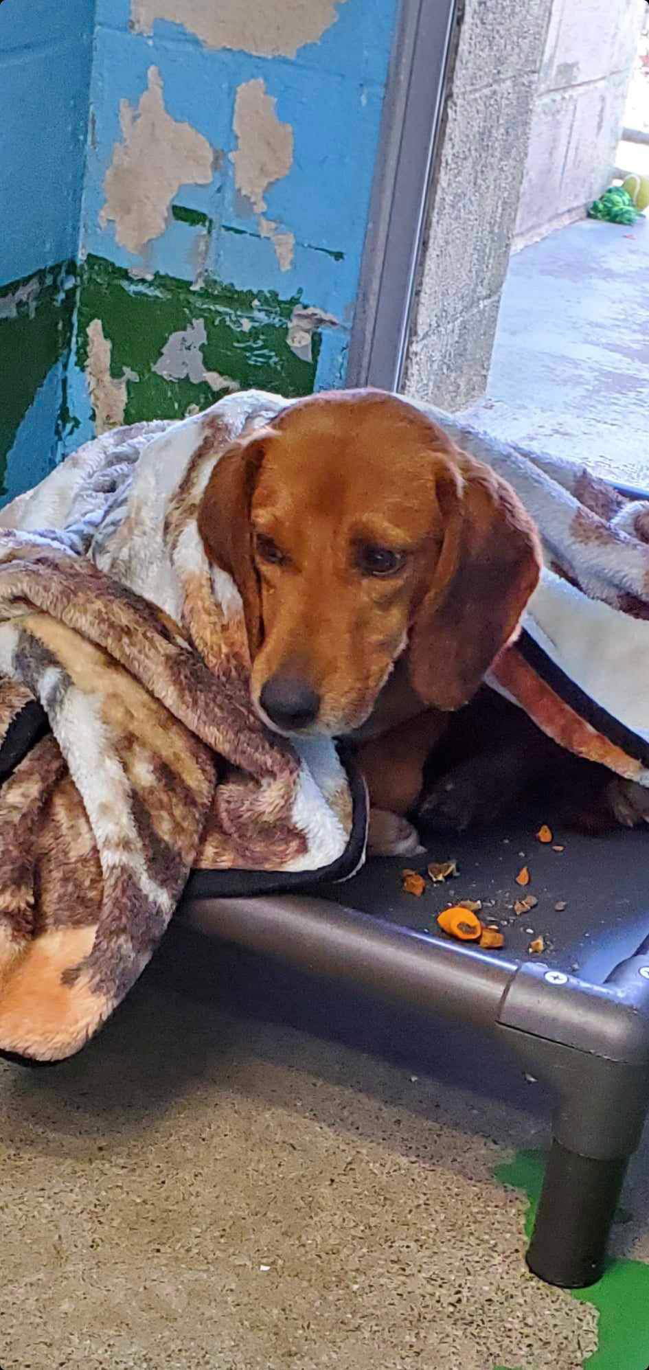 Dog for Adoption Giblet At shelter available 1/7, a Hound in