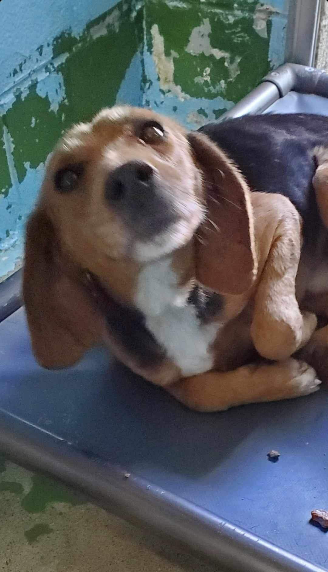 Dog for Adoption Giblet At shelter available 1/7, a Hound in