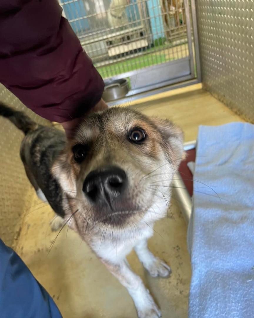 Dog for Adoption - Stone - Not At shelter available 1/10, a German