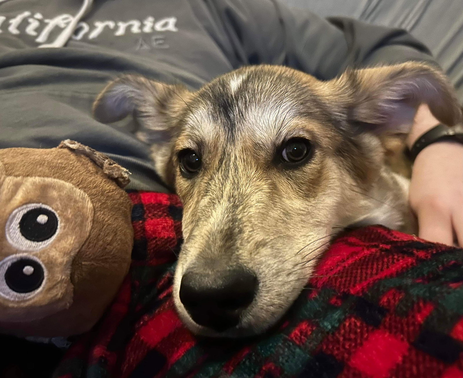 Dog for Adoption - Stone - Not At shelter available 1/10, a German