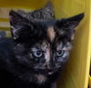 Ember: Not at shelter