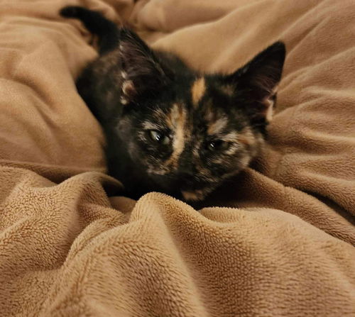 Ember: Not at shelter