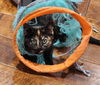 Ember: Not at shelter