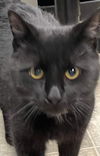 Nighthawk: visit At Petsmart Lynchburg