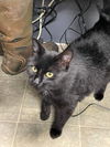 Nighthawk: visit At Petsmart Lynchburg