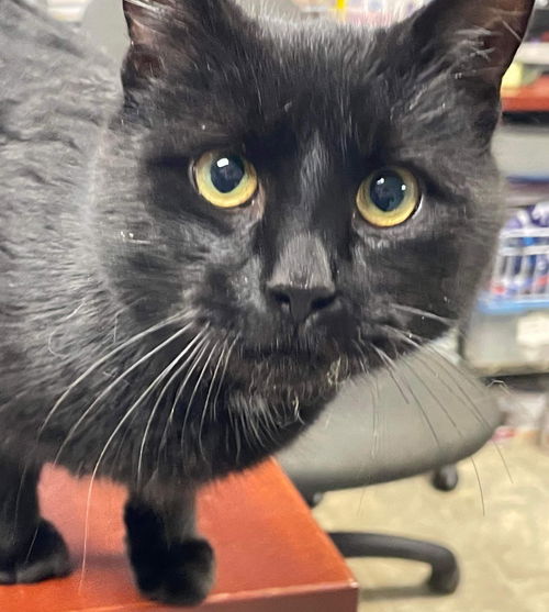 Nighthawk: visit At Petsmart Lynchburg