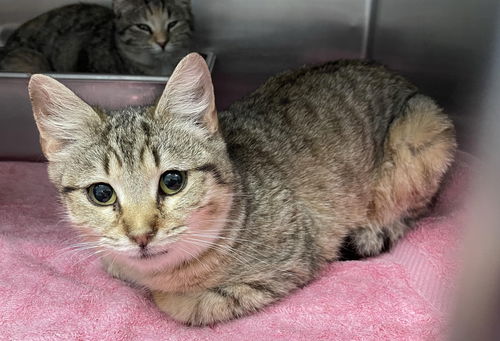 Alice: visit at Petsmart Lynchburg