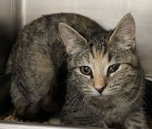 Beatrice: Visit At Petsmart Lynchburg