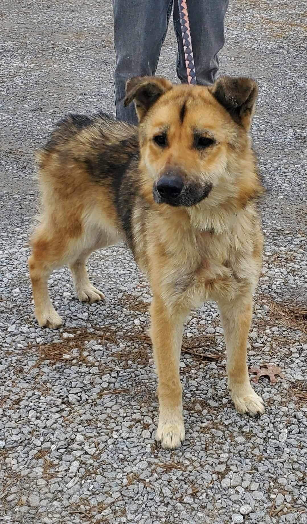 Dog for Adoption Ireland At the shelter, a Husky in Buckingham, VA Alpha Paw
