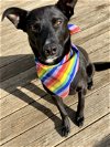 adoptable Dog in rustburg, VA named Shadow: Not At shelter