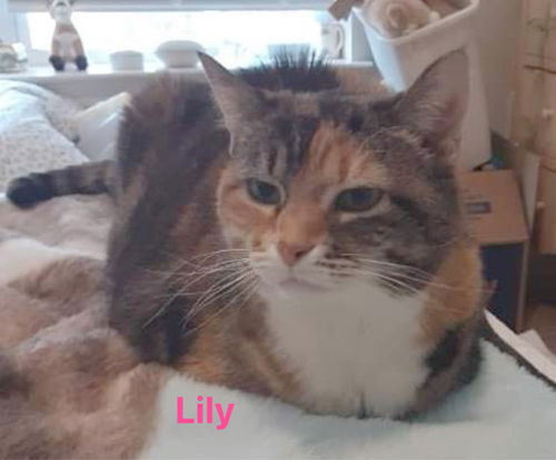 Lily: Not at shelter
