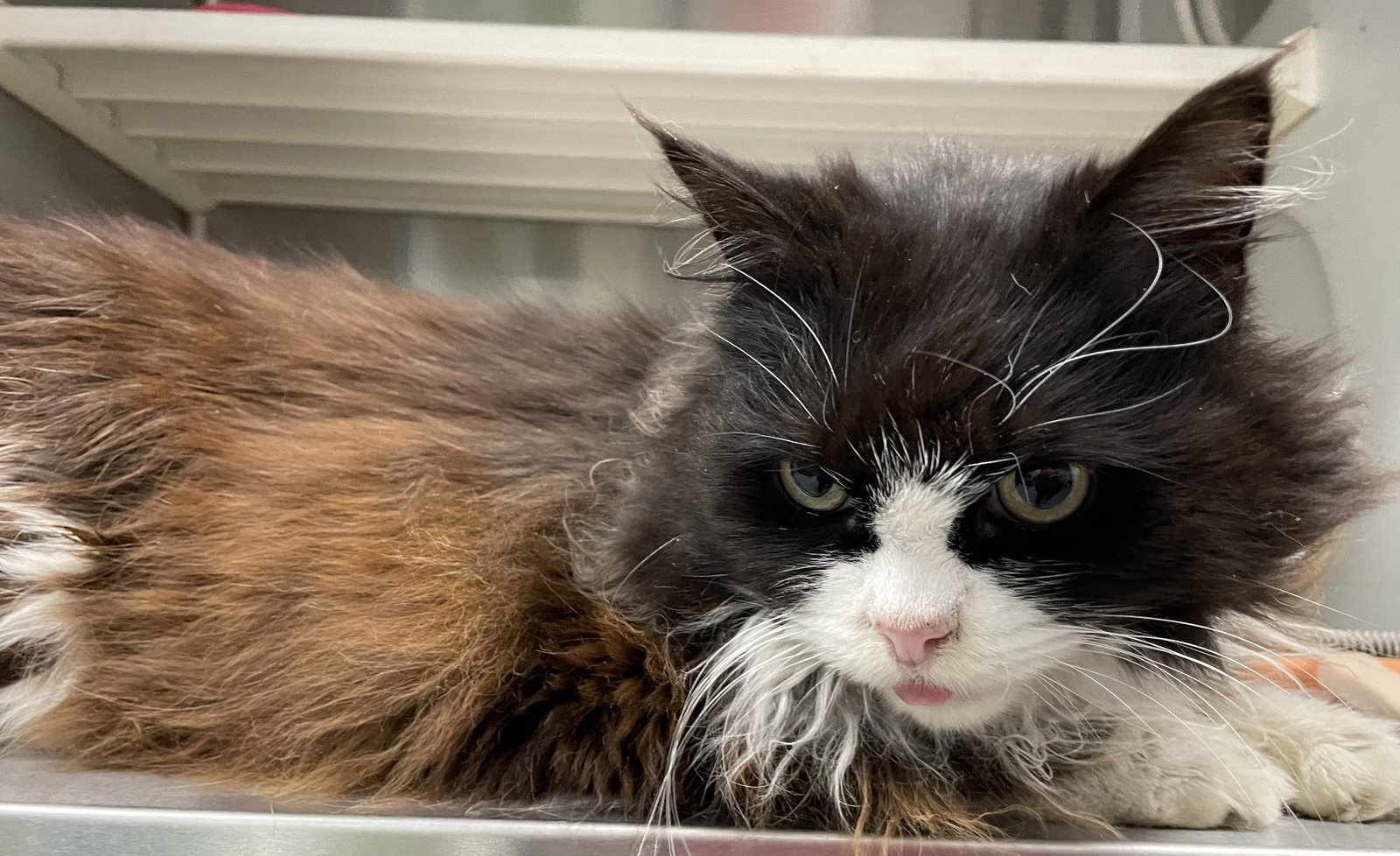 Cats for Adoption in Chatham, Virginia Alpha Paw