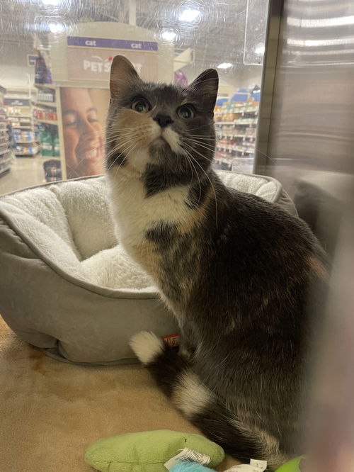 BeeBee: Visit at Lynchburg Petsmart